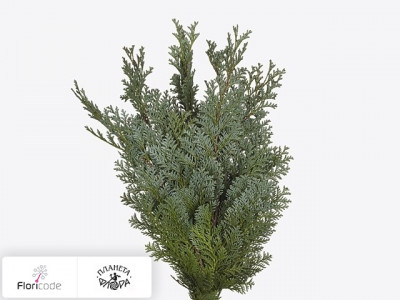 Кипарисовик Лавсона Columnaris per kilo