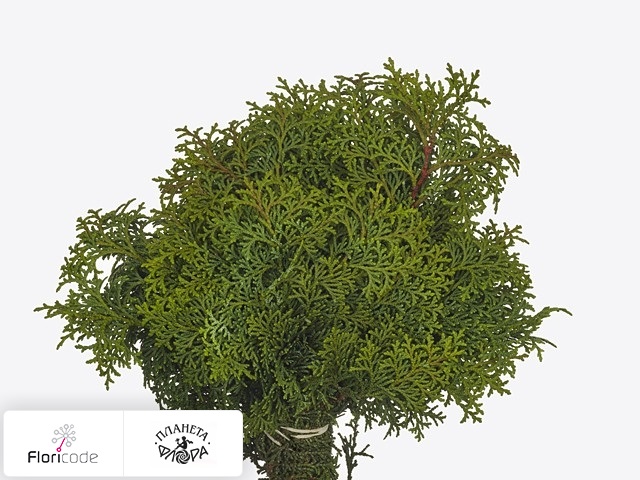 Кипарисовик туполистный Loenik per bos