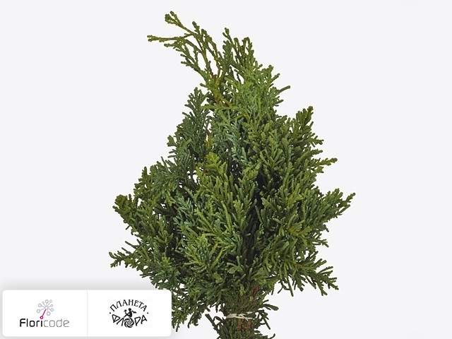 Кипарисовик туполистный Lycopodioides per bos