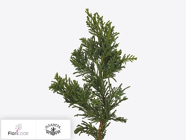 Кипарисовик туполистный Lycopodioides