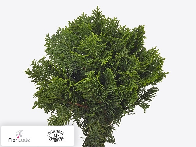 Кипарисовик туполистный Nana Gracilis per bos