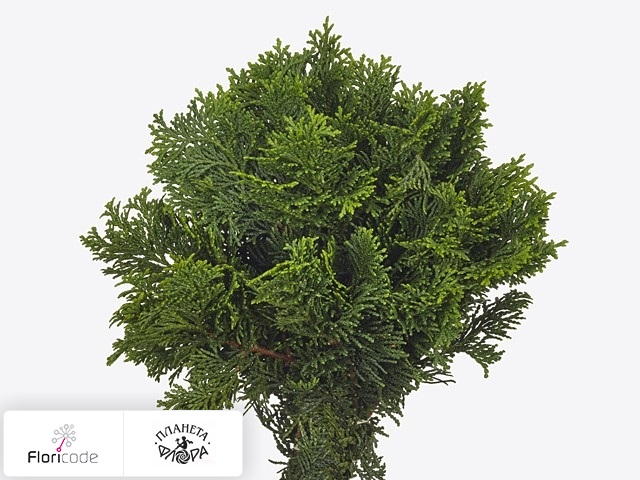 Кипарисовик туполистный Nana Gracilis per kilo