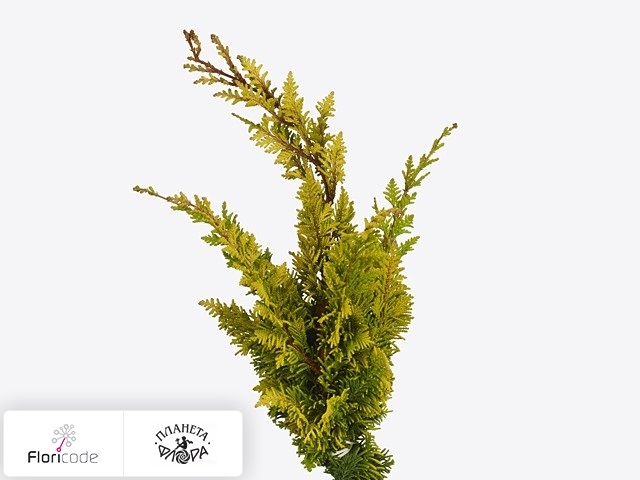 Кипарисовик туполистный Tetragona Aurea per bos