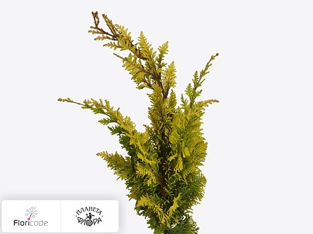 Кипарисовик туполистный Tetragona Aurea per kilo