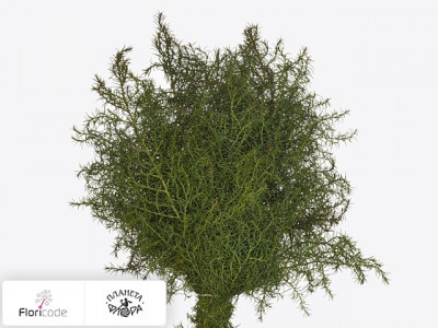 Криптомерией японская Elegans per bos