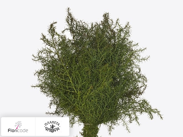 Криптомерией японская Elegans per kilo