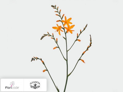 Крокосмия Masoniorum Tsanga Gold
