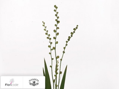 Крокосмия X crocosmiiflora Bes van Meteoor