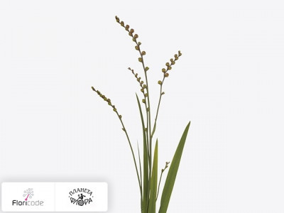 Крокосмия X crocosmiiflora met bes Bes van Fire King