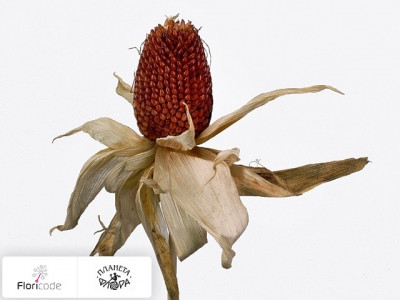Кукуруза Strawberry Corn