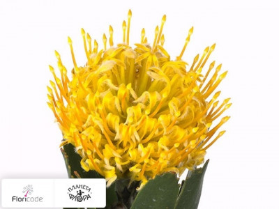 Леукоспермум Hawaii Gold