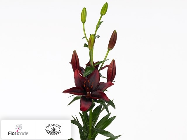 Лилия азиатская Black Widow