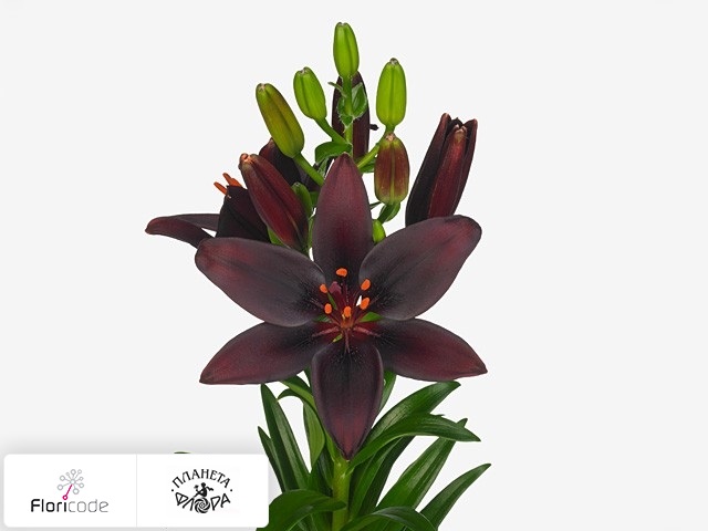Лилия азиатская Dark Secret