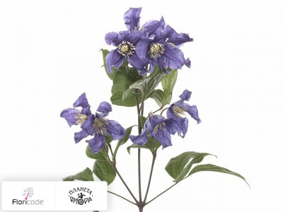 Клематис Blue Pirouette