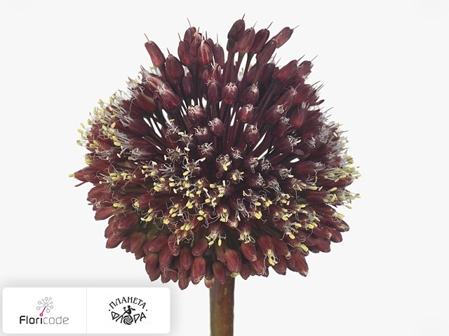 Лук Amethystinum Red Mohican