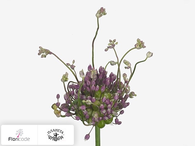 Лук Ampeloprasum var. babingtonii Green Drops