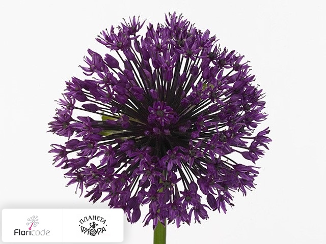 Лук Purple Surprise