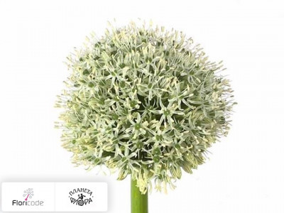 Лук Stipitatum White Giant