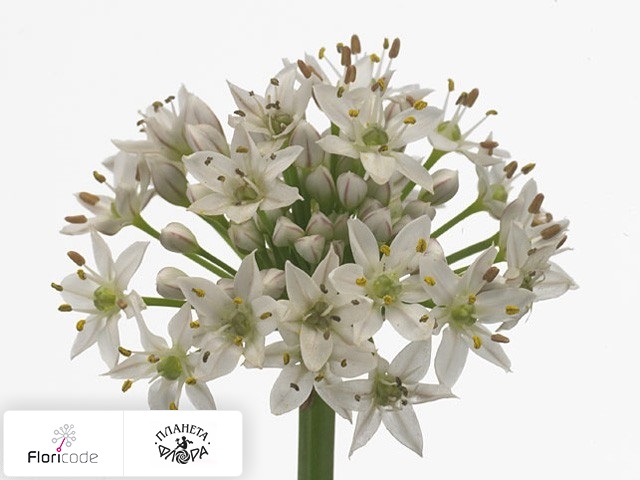 Лук Tuberosum