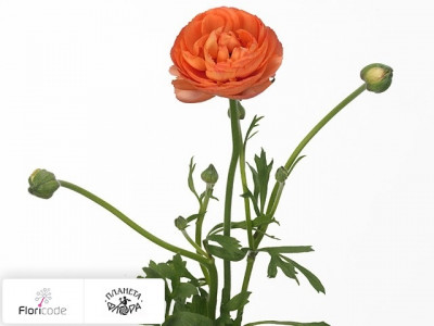 Лютик азиатский Aazur Apricot