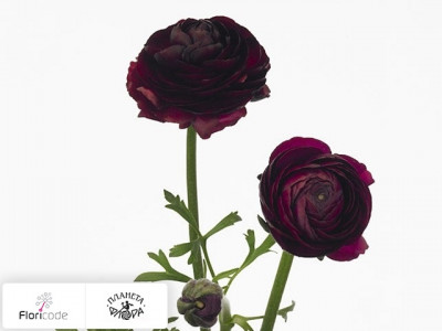 Лютик азиатский Aazur Black Jack