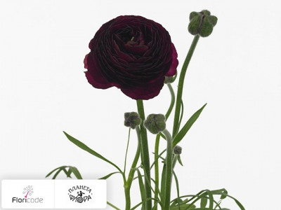 Лютик азиатский Aazur Black