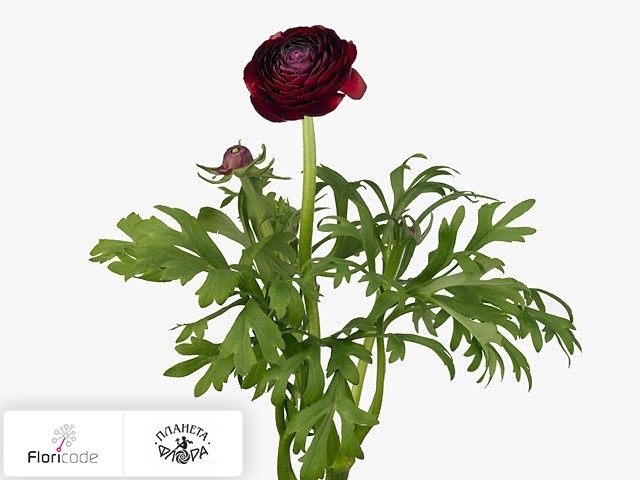 Лютик азиатский Aazur Bordeaux