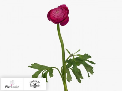 Лютик азиатский Aazur Deep Rose