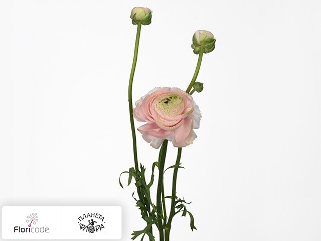 Лютик азиатский Aazur Light Pink