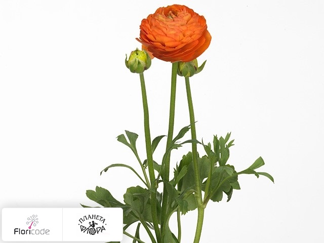 Лютик азиатский Aazur Orange