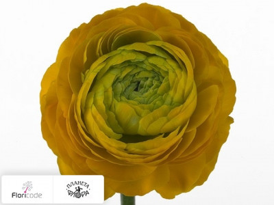 Лютик азиатский Aazur Skyline Yellow