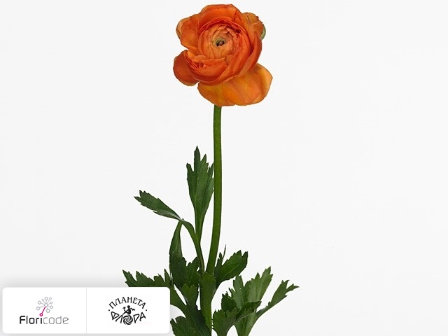 Лютик азиатский Amandine Mandarine