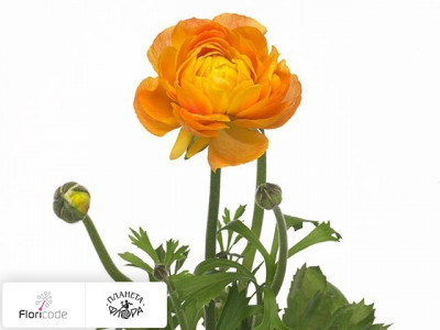 Лютик азиатский Amandine Orange