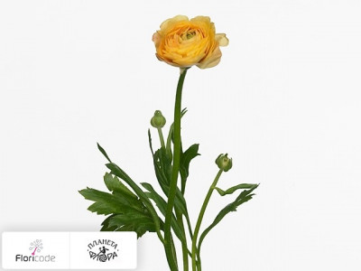 Лютик азиатский Amandine Pastel Yellow