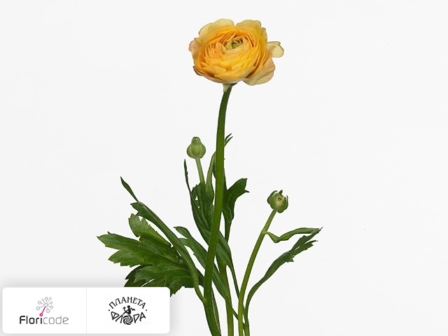 Лютик азиатский Amandine Pastel Yellow