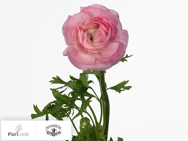 Лютик азиатский Amandine Pink
