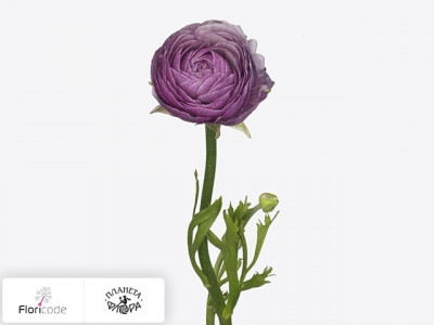 Лютик азиатский Amandine Purple Jean