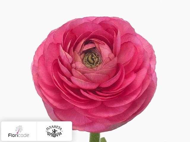 Лютик азиатский Amandine Rose
