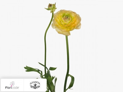 Лютик азиатский Amandine Yellow Picotee