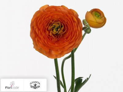 Лютик азиатский Andrea Orange