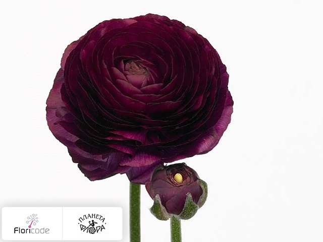 Лютик азиатский Andrea Violet