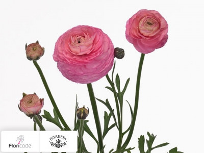 Лютик азиатский Caesar Pink