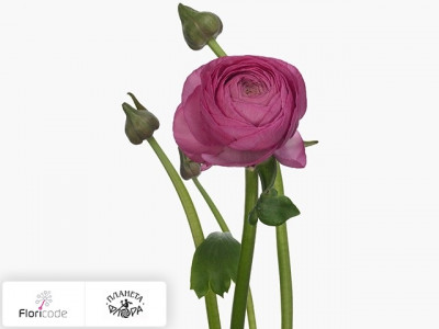 Лютик азиатский Elegance Dark Pink