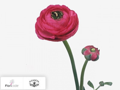 Лютик азиатский Elegance Hot Pink