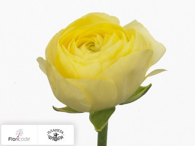 Лютик азиатский Elegance Light Yellow