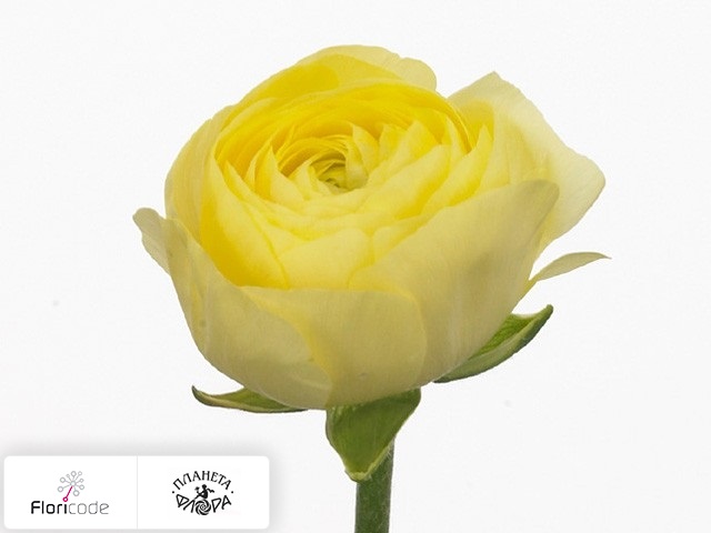 Лютик азиатский Elegance Light Yellow