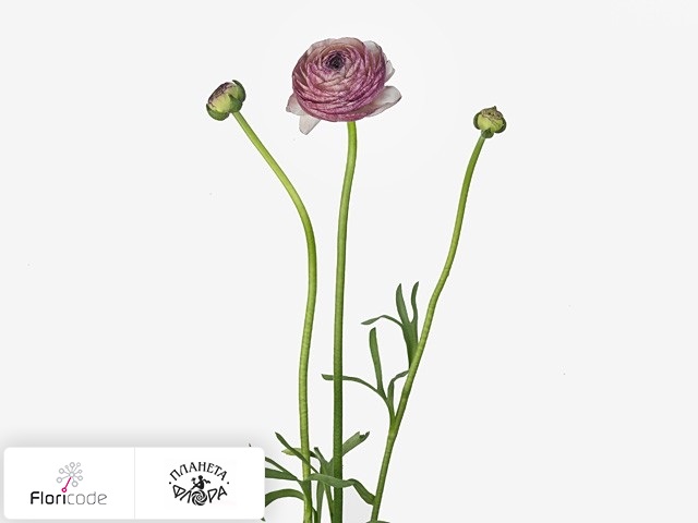 Лютик азиатский Elegance Malva