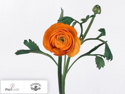 Лютик азиатский Elegance Orange