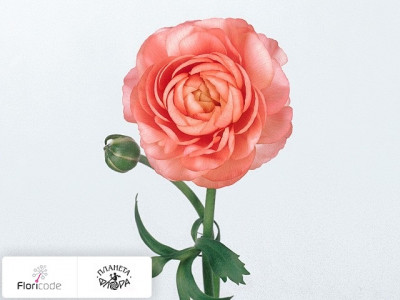 Лютик азиатский Elegance Pink