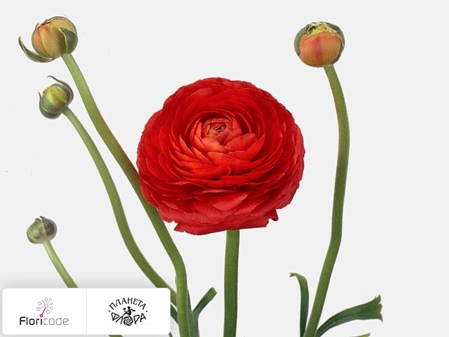 Лютик азиатский Elegance Red